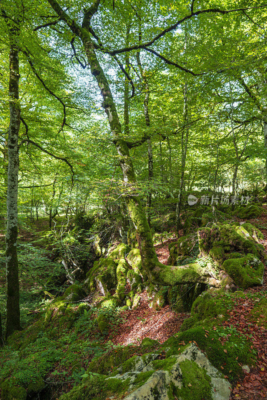 纳瓦拉比利牛斯山的Selva de Irati秋季山毛榉林